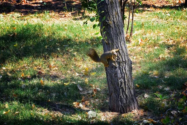Fox Squirrel Sciurus Niger Jordan River Trail Salt Lake City — Stock Photo, Image