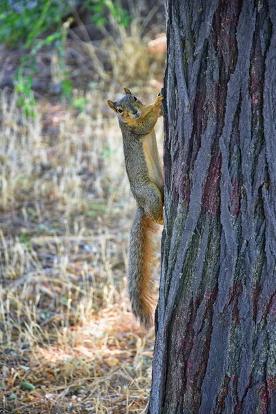 Fox Squirrel Sciurus Niger Jordan River Trail Salt Lake City — Stock Photo, Image