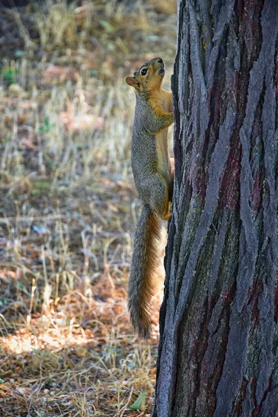 Fox squirrel (Sciurus niger) along the Jordan River Trail in Salt Lake City, Utah, also known as the eastern fox squirrel or Bryant\'s fox squirrel, the largest species of tree squirrel native to North America, sometimes mistaken for American red squi