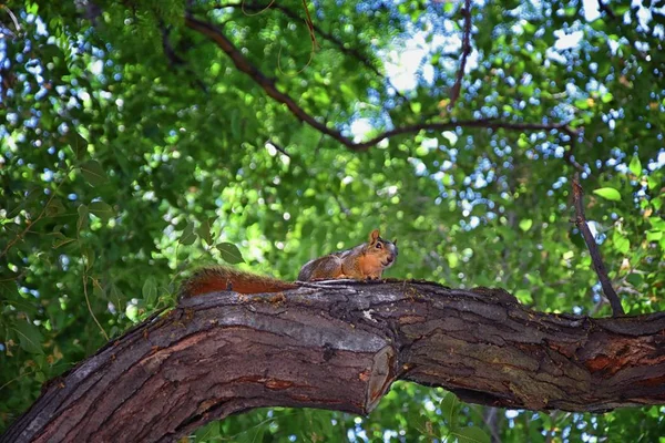 Fox Squirrel Sciurus Niger Jordan River Trail Salt Lake City — Stock Photo, Image