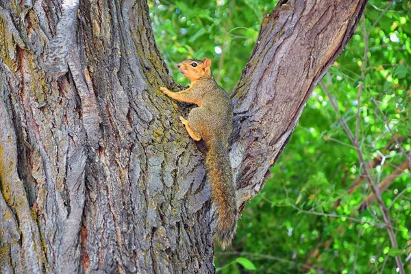 Fox Squirrel Sciurus Niger Jordan River Trail Salt Lake City Stock Image