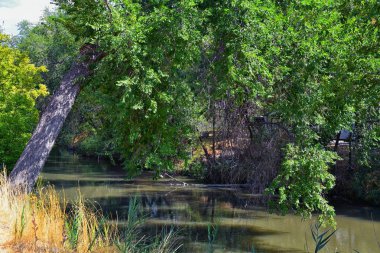 Ağaçlar, Rusya zeytin, cottonwood ve silt çevreleyen ile görünümlerini Ürdün Nehri Trail çamurlu su boyunca Wasatch açık Rocky Dağları, Salt Lake City, Utah dolu.