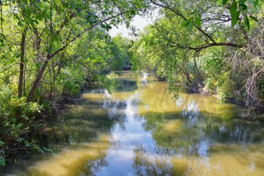 Ağaçlar, Rusya zeytin, cottonwood ve silt çevreleyen ile görünümlerini Ürdün Nehri Trail çamurlu su boyunca Wasatch açık Rocky Dağları, Salt Lake City, Utah dolu.