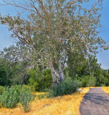 Ağaçlar, Rusya zeytin, cottonwood ve silt çevreleyen ile görünümlerini Ürdün Nehri Trail çamurlu su boyunca Wasatch açık Rocky Dağları, Salt Lake City, Utah dolu.