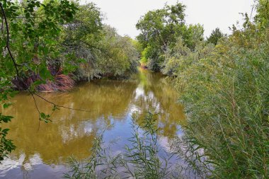 Ağaçlar, Rusya zeytin, cottonwood ve silt çevreleyen ile görünümlerini Ürdün Nehri Trail çamurlu su boyunca Wasatch açık Rocky Dağları, Salt Lake City, Utah dolu.