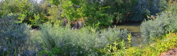 Vue Sur Sentier Jourdain Avec Les Arbres Environnants Olivier Russe — Photo