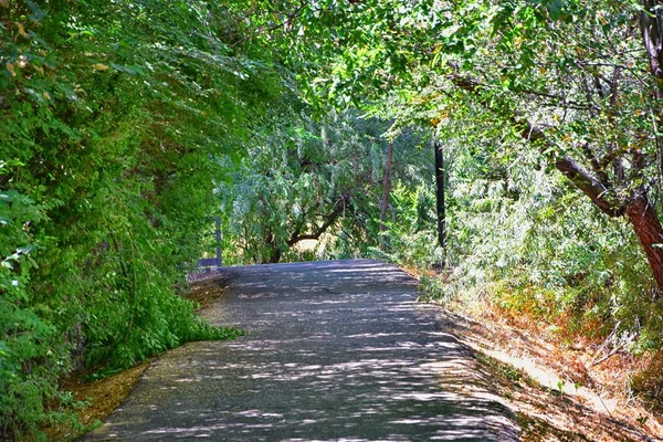 Pohledy Řeky Jordán Trail Okolními Stromy Ruské Olive Topolu Bahno — Stock fotografie