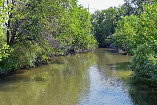 Views Jordan River Trail Surrounding Trees Russian Olive Cottonwood Silt — Stock Photo, Image