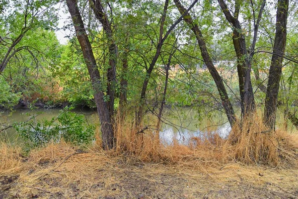 Veduta Del Jordan River Trail Con Alberi Circostanti Ulivo Russo — Foto Stock