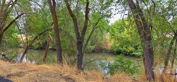 Views Jordan River Trail Surrounding Trees Russian Olive Cottonwood Silt — Stock Photo, Image