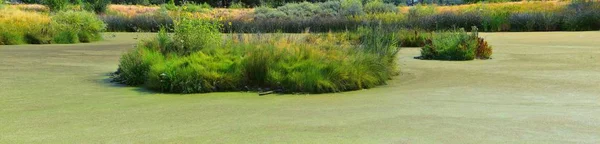 Ağaçlar Rusya Zeytin Cottonwood Silt Çevreleyen Ile Görünümlerini Ürdün Nehri — Stok fotoğraf