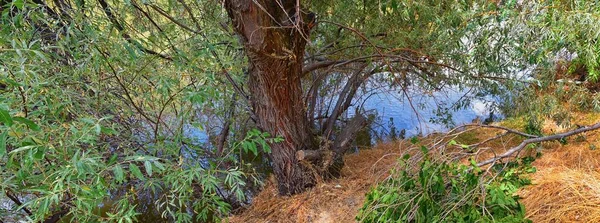 Kilátás Jordán Folyó Trail Környező Fák Orosz Olívaolaj Cottonwood Iszap — Stock Fotó