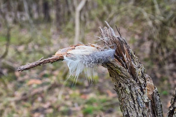 Single feather resting on a Broken tree Broken splinted stump along the Shelby Bottoms Greenway and Natural Area Cumberland River frontage trails, Nashville, Tennessee. United States.