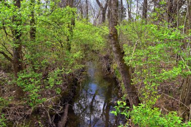 Doğa ve yolları Shelby Bottoms Greenway ve doğal alan Cumberland nehri cephe parkurları, ovalık ahşap ormanlar, açık alanlar, sulak alanları ve akarsu, Nashville, Tennessee boyunca views. Amerika Birleşik Devletleri.