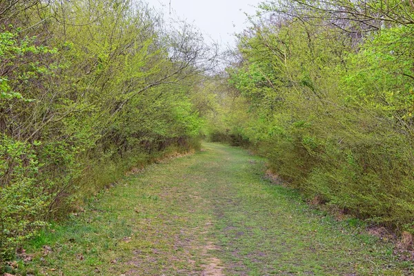 Widoki Natury Szlaków Wzdłuż Shelby Bottoms Greenway Natural Area Cumberland — Zdjęcie stockowe