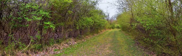 Uitzicht Natuur Paden Langs Shelby Bodems Greenway Natuurgebied Cumberland River — Stockfoto
