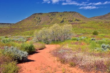 Millcreek Trail ve Washington Hollow St George, Utah çölde Bahar çiçek tarafından Red Mountain Wilderness ve Snow Canyon State Park manzarası. Amerika Birleşik Devletleri.