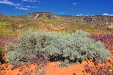 Millcreek Trail ve Washington Hollow St George, Utah çölde Bahar çiçek tarafından Red Mountain Wilderness ve Snow Canyon State Park manzarası. Amerika Birleşik Devletleri.