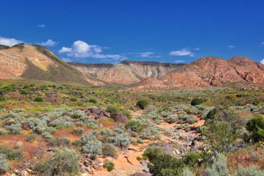 Millcreek Trail ve Washington Hollow St George, Utah çölde Bahar çiçek tarafından Red Mountain Wilderness ve Snow Canyon State Park manzarası. Amerika Birleşik Devletleri.