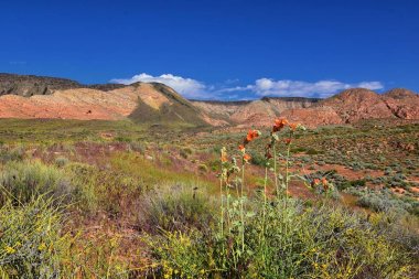 Millcreek Trail ve Washington Hollow St George, Utah çölde Bahar çiçek tarafından Red Mountain Wilderness ve Snow Canyon State Park manzarası. Amerika Birleşik Devletleri.
