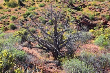 Millcreek Trail ve Washington Hollow St George, Utah çölde Bahar çiçek tarafından Red Mountain Wilderness ve Snow Canyon State Park manzarası. Amerika Birleşik Devletleri.