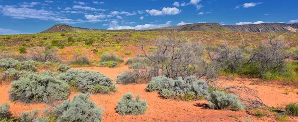 Millcreek Trail ve Washington Hollow St George, Utah çölde Bahar çiçek tarafından Red Mountain Wilderness ve Snow Canyon State Park manzarası. Amerika Birleşik Devletleri.