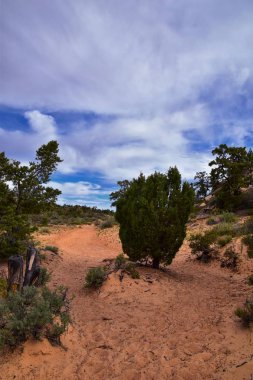 Snow Canyon Overlook, Red Mountain Wilderness yürüyüş parkurlarından manzaralar, State Park, St George, Utah, Amerika Birleşik Devletleri 