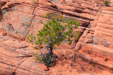 Aşağı Kum Koyu'ndan Girdap oluşumuna kadar, Red Cliffs Ulusal Koruma Alanı'ndaki Snow Canyon State Park'ın gunlock ve St George, Utah, Amerika Birleşik Devletleri tarafından. 