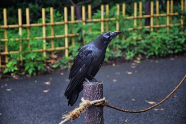 Raven (Corvus corax) Kuş ortak, yakın çekim uçuş uçan güzel bir vahşi siyah sonra tünemiş. Tokyo, Japonya kamu geleneksel Japon Bahçe parkı büyük zarif karga. Asya.