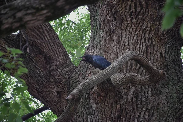 科维克斯科拉克斯 鸟常见 特写一个美丽的野生黑色从飞行飞行然后栖息 在日本东京的公共传统日本花园公园 大优雅的乌鸦 — 图库照片