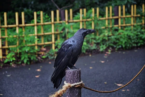 科维克斯科拉克斯 鸟常见 特写一个美丽的野生黑色从飞行飞行然后栖息 在日本东京的公共传统日本花园公园 大优雅的乌鸦 — 图库照片