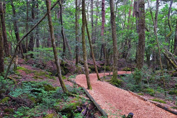 Views of forest path to Bat Cave around Mount Fuji Japan, by Kawaguchiko Tenjozan Park and Lake Kawaguchi. Asia.