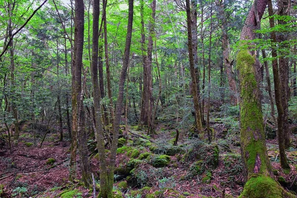 Views of forest path to Bat Cave around Mount Fuji Japan, by Kawaguchiko Tenjozan Park and Lake Kawaguchi. Asia.