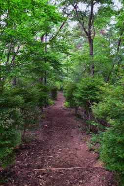 Kawaguchiko Tenjozan Park yürüyüş parkuru da dahil olmak üzere Fuji Japonya Dağı'nın manzarası, gondol gözleminden göl tarafına kadar uzanAcak. Asya.