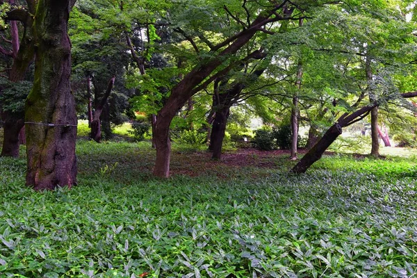 Traditional Japanese Gardens Public Parks Tokyo Japan Views Stone Lanterns — Stock Photo, Image