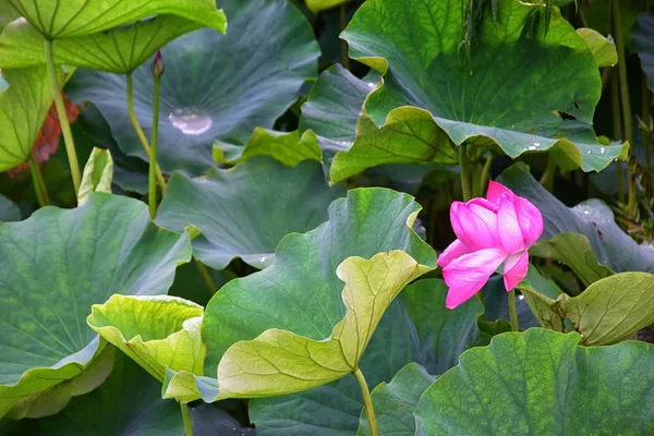 Jardines Tradicionales Japoneses Parques Públicos Tokio Japón Vistas Faroles Piedra —  Fotos de Stock