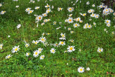 Tokyo, Japonya'da halka açık parklarda geleneksel Japon bahçeleri. Yollar ve patikalar etrafında yürüyüş taş fenerler, göller, göletler, bonsai ve yaban hayatı manzarası. Asya. 