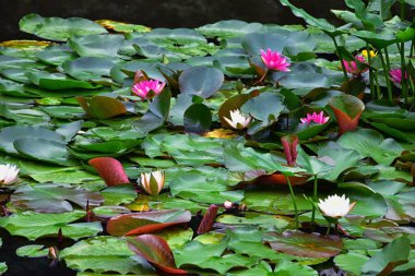 Tokyo, Japonya'da halka açık parklarda geleneksel Japon bahçeleri. Yollar ve patikalar etrafında yürüyüş taş fenerler, göller, göletler, bonsai ve yaban hayatı manzarası. Asya. 