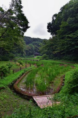 Tokyo, Japonya'da halka açık parklarda geleneksel Japon bahçeleri. Yollar ve patikalar etrafında yürüyüş taş fenerler, göller, göletler, bonsai ve yaban hayatı manzarası. Asya. 