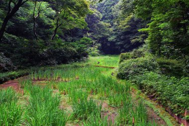 Tokyo, Japonya'da halka açık parklarda geleneksel Japon bahçeleri. Yollar ve patikalar etrafında yürüyüş taş fenerler, göller, göletler, bonsai ve yaban hayatı manzarası. Asya. 