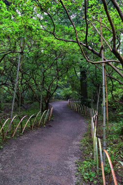 Tokyo, Japonya'da halka açık parklarda geleneksel Japon bahçeleri. Yollar ve patikalar etrafında yürüyüş taş fenerler, göller, göletler, bonsai ve yaban hayatı manzarası. Asya. 