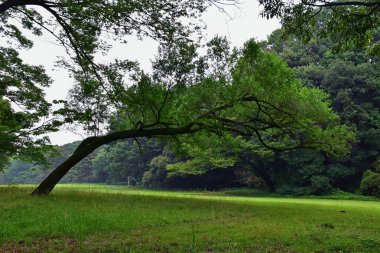 Tokyo, Japonya'da halka açık parklarda geleneksel Japon bahçeleri. Yollar ve patikalar etrafında yürüyüş taş fenerler, göller, göletler, bonsai ve yaban hayatı manzarası. Asya. 