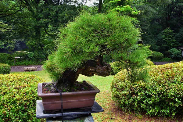 Tokyo, Japonya'da halka açık parklarda geleneksel Japon bahçeleri. Yollar ve patikalar etrafında yürüyüş taş fenerler, göller, göletler, bonsai ve yaban hayatı manzarası. Asya. 