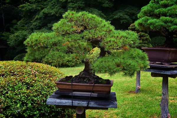 Tokyo, Japonya'da halka açık parklarda geleneksel Japon bahçeleri. Yollar ve patikalar etrafında yürüyüş taş fenerler, göller, göletler, bonsai ve yaban hayatı manzarası. Asya. 