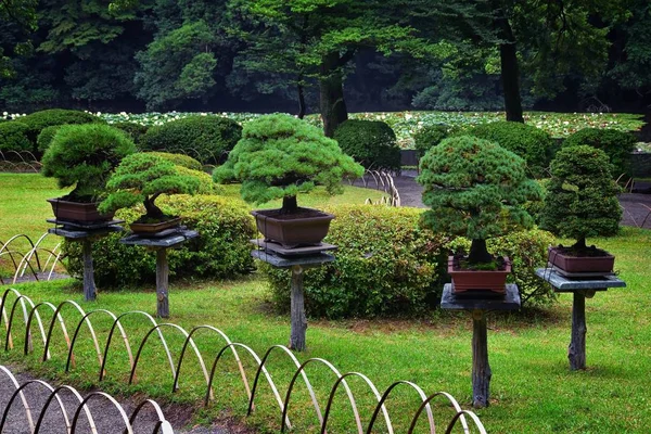 Traditionele Japanse Tuinen Openbare Parken Tokio Japan Uitzicht Stenen Lantaarns — Stockfoto