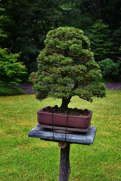 Tokyo, Japonya'da halka açık parklarda geleneksel Japon bahçeleri. Yollar ve patikalar etrafında yürüyüş taş fenerler, göller, göletler, bonsai ve yaban hayatı manzarası. Asya. 