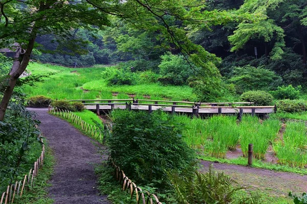 Tokyo, Japonya'da halka açık parklarda geleneksel Japon bahçeleri. Yollar ve patikalar etrafında yürüyüş taş fenerler, göller, göletler, bonsai ve yaban hayatı manzarası. Asya. 