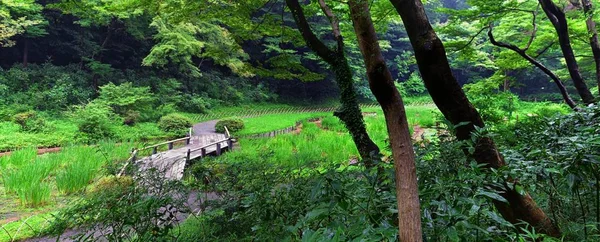 Traditionele Japanse Tuinen Openbare Parken Tokio Japan Uitzicht Stenen Lantaarns — Stockfoto