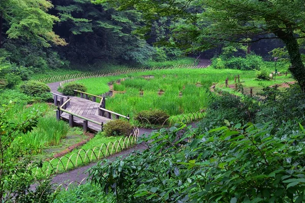 Tokyo, Japonya'da halka açık parklarda geleneksel Japon bahçeleri. Yollar ve patikalar etrafında yürüyüş taş fenerler, göller, göletler, bonsai ve yaban hayatı manzarası. Asya. 