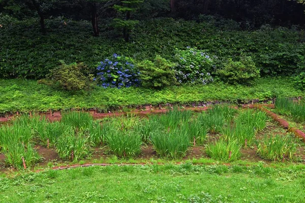 Tokyo, Japonya'da halka açık parklarda geleneksel Japon bahçeleri. Yollar ve patikalar etrafında yürüyüş taş fenerler, göller, göletler, bonsai ve yaban hayatı manzarası. Asya. 